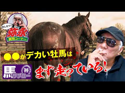 おしえて！弥永先生 〜走る牡馬の共通点は「お尻の面積」と「尻尾の位置」？〜
